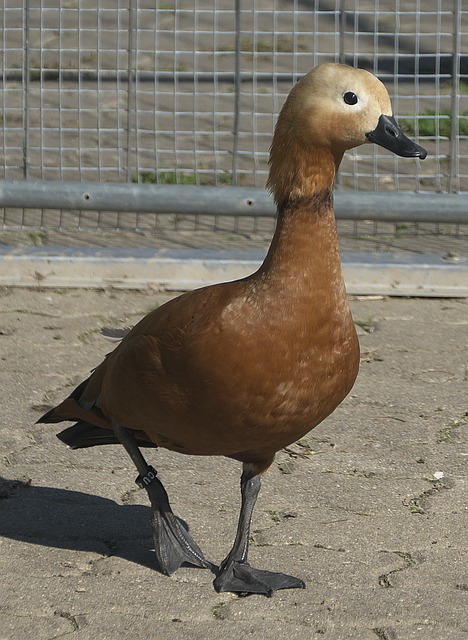 完成同